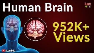 Human Brain Animation  Learn Anatomy Of The Human Brain  iKen  iKen Edu  iKen App [upl. by Marina]