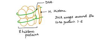 WHAT IS A NUCLEOSOME IBDP TOPIC 71 [upl. by Eitnom]