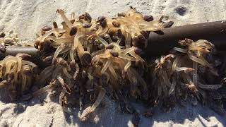 Goose barnacles Lepas testudinata on Noordhoek Beach [upl. by Frolick]