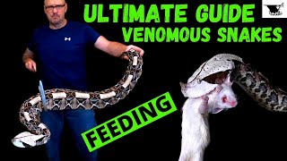 How To Feed Venomous Snakes and not die [upl. by Atena]