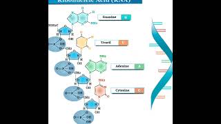 THE RIBONUCLEIC ACID [upl. by Livesay]