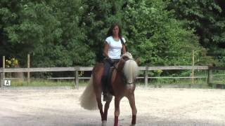 haflinger dressage [upl. by Asyle]