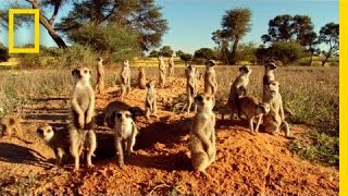 MEERKATS 3D  National Geographic [upl. by Arinaid]