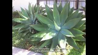 Agave attenuata  Fox Tail Agave [upl. by Ailev63]