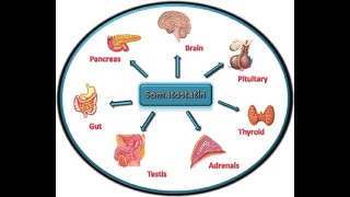 Action of the somatostatin hormone on the gastrointestinal tract Inhibit growth hormone and gastric [upl. by Wadleigh755]