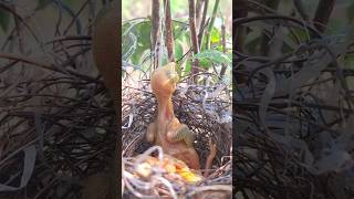 Baby birds wait for mother to bring food [upl. by Blasien]