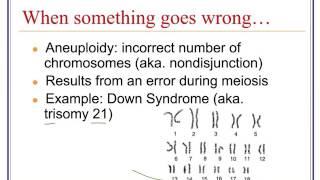 Karyotypes Nondisjunction amp Mutations [upl. by Aay]