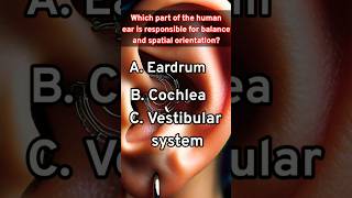 Human ear  Ear functionalities  how the human ear listens to the sound  shortsfeed quiz [upl. by Oiluj]