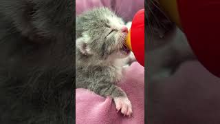 Sweet kitten drinks milk from bottle 😻 Adorable sounds [upl. by Sower]