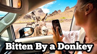 Zion Las Vegas Oatman Laughlin Joshua Tree National Park  Road Trip [upl. by Nosnor]