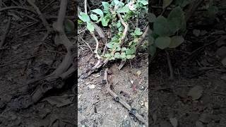 Karnala bird sanctuary forest forestguard forestvlogs [upl. by Gavrielle]