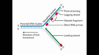 Process of DNA Replication and Synthesis [upl. by Arnold138]