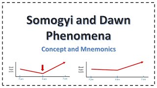 Somogyi effect and the Dawn phenomenon [upl. by Aisila]