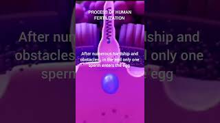 process of human beings from fertilization lifescience miracleoflife babyborn Fertilization [upl. by Maryly556]