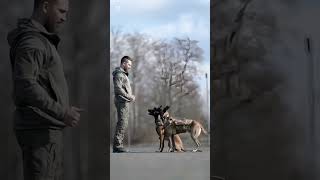 k9 dog dogsoftiktok tactical dogtrainer trending viralvideo [upl. by Thompson]