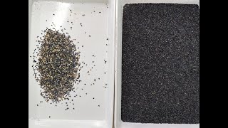 TOPSORT High Accuracy Basil Seeds Color Sorter [upl. by Thibaud571]