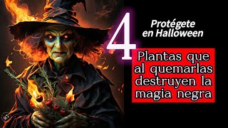 4 plantas que al quemarlas destruyen la magia negra Protégete en Halloween [upl. by Eusadnilem]