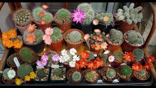 Las rebutias son cactus espectaculares ¡descúbrelo con estas 17 Tipos con Flores [upl. by Ardnaeel]