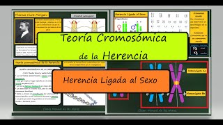 Teoría Cromosómica de la Herencia y Herencia Ligada al Sexo Genética Biología [upl. by Anirbus]