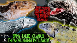 SPINYTAILED IGUANAS THE WORLDS BEST PET LIZARD [upl. by Yllib]