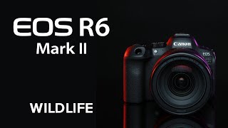 The Canon EOS R6 Mark II Getting Started with Wildlife [upl. by Loveridge715]