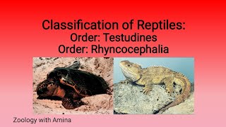 Characteristics and Classification of reptiles  Order Testudines and Order Rhyncocephalia [upl. by Dyanna]