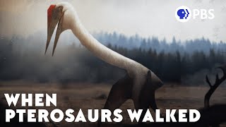 When Pterosaurs Walked [upl. by Ditzel5]