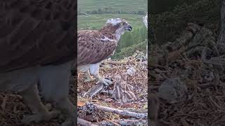 P209 Review birds nest life mom birds brings food to feed her babies in their nest birdslover [upl. by Alahcim]