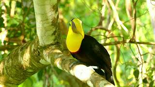 quotA yellow  throated toucanquot beautyofnature beauty beauty trendingvideo [upl. by Einreb]