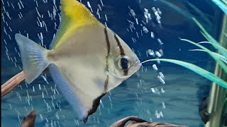 Mono Fish Care Guide  Caring for Mono Argentus Tank mates feeding breeding mono sebae compare [upl. by Dell]