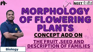 Morphology of Flowering Plants Class 11 Biology NEET  Fruit Seed Fabaceace Solanaceae Liliaceae [upl. by Pier984]