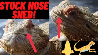 HELPING BEARDED DRAGON WITH STUCK NOSE SHED BOOGER ON EASTER [upl. by Kirkpatrick296]