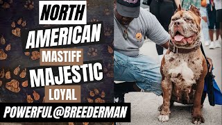 North American Mastiff  Breed Insights and More [upl. by Kallick]