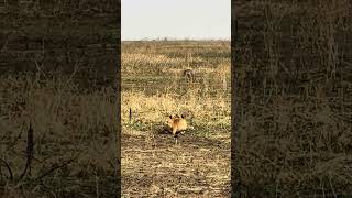 Tanzania Serengeti National Park  lioness on the hunt waiting for the warthogs July 2024 [upl. by Acimat]