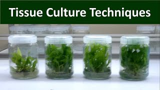 Techniques of Invitro Micro propagation  Tissue Culture [upl. by Harness]