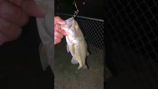 insidesportfishing bassfishing fishing bass sportfishing fish spottedbass freshwaterfish [upl. by Oxley990]