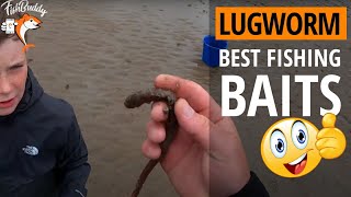 Lugworm Fishing Bait Pumping Lugworms  👉 How To Pump for Lugworm [upl. by Anaehr528]