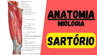 Mús SARTÓRIO  Miologia 14 do membro inferior  Anatomia [upl. by Shawnee]