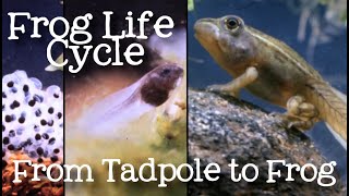 The Life Cycle of a Frog Metamorphosis from Tadpole to Frog for Kids  FreeSchool [upl. by Rosse]