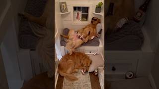 My dog snuck a girl into his house dog goldenretriever EllieGoldenLife [upl. by Bever96]