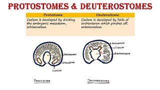 Protostomes and Deuterostomes [upl. by Ginsberg]