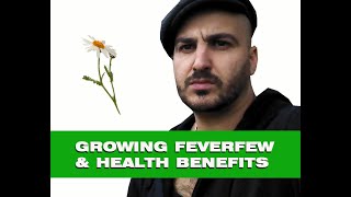 Feverfew – How to grow amp Medicinal benefits [upl. by Akinot]