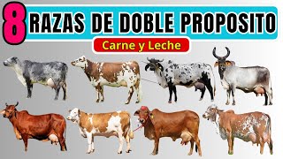 8 razas de ganado bovino doble propósito Razas de carne y leche [upl. by Anade]