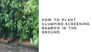 How to plant clumping screening bamboo in the ground [upl. by Akimik880]