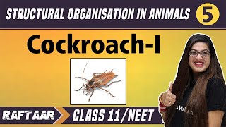 Structural Organization in Animals 05  CockroachI   Class 11NEET  RAFTAAR [upl. by Ydissak762]