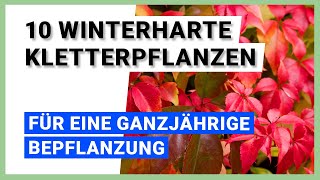 10 winterharte Kletterpflanzen für eine ganzjährige Bepflanzung [upl. by Haakon]