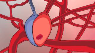 Video 13 Circulatory System and Respiratory Support [upl. by Seline]