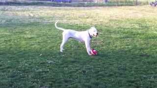 Dogo Argentino playing Greece [upl. by Inattyrb91]