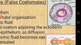 Evolutionary significance of Coelom in Annelids [upl. by Buckels]