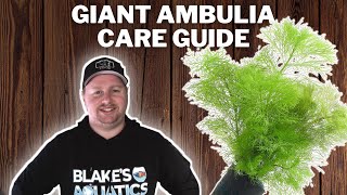 Giant Ambulia Care Guide  How to Grow Propagate and Care for Limnophila Aquatica [upl. by Rabi738]